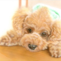 �q���̊G�F�i�b�c�N�i�g�C�E�v�[�h���j