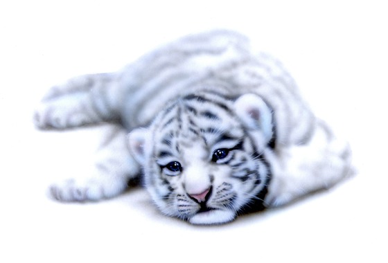 �z���C�g�^�C�K�[�̊G�^�z���C�g�^�C�K�[�̐Ԃ����