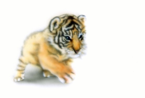 �x���K���^�C�K�[�̊G�^Bengal Tiger�F�����x���K���^�C�K�[�̐Ԃ����^Bengal Tiger