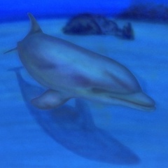 �C���J�̊G�^Dolphin�F