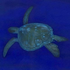 �E�~�K���̊G�^Sea turtle�F