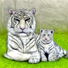 �z���C�g�^�C�K�[�̊G�^White Tiger�F�z���C�g�^�C�K�[�e�q