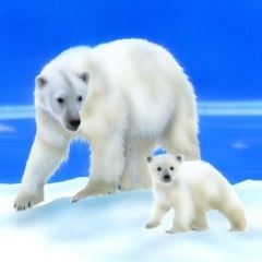 �z�b�L���N�O�}�i�V���N�}�j�̊G�^Polaer Bear�F�z�b�L���N�O�}�e�q