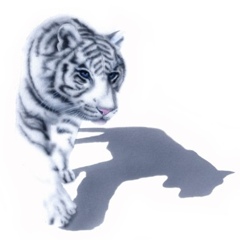 �z���C�g�^�C�K�[�̊G�^White Tiger�F�����z���C�g�^�C�K�[