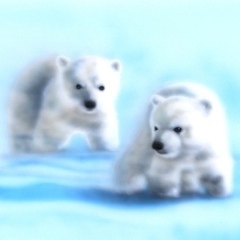 �z�b�L���N�O�}�i�V���N�}�j�̊G�^Polaer Bear�F�z�b�L���N�O�}�Z��
