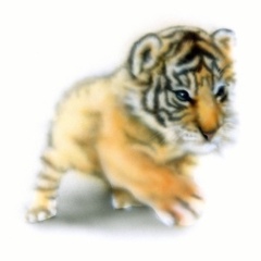 �x���K���^�C�K�[�̊G�^Bengal Tiger�F�����x���K���^�C�K�[�̐Ԃ����