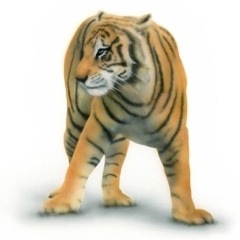 �x���K���^�C�K�[�̊G�^Bengal Tiger�F��n�ɗ��x���K���^�C�K�[