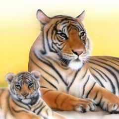 �x���K���^�C�K�[�̊G�^Bengal Tiger�F�x���K���^�C�K�[�e�q