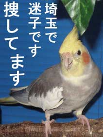 �s�[�^�[����{���Ă��܂��F�|�X�^�[