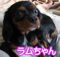 ���������{���Ă��܂��F�|�X�^�[